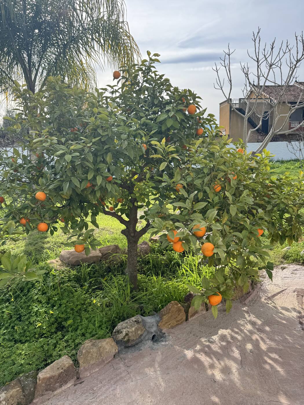 Arbres fruitiers