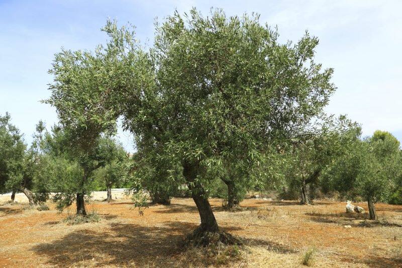 Oliveraies de Kabylie